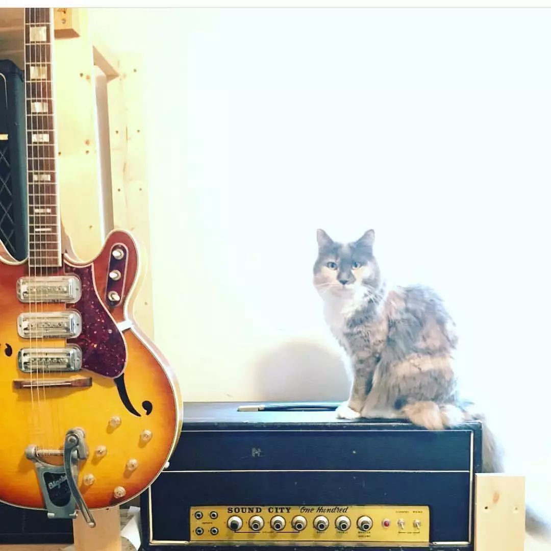 猫爪弹唱登录背后,究竟隐藏着哪些秘密与动机? 第3张 猫爪弹唱登录背后,究竟隐藏着哪些秘密与动机? 第3张