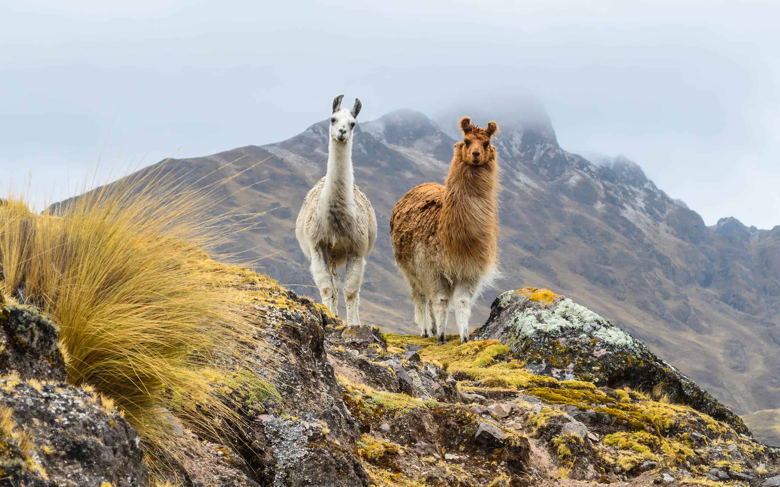 Llama3和Llama2有什么区别,Llama3与Llama2区别 第2张 Llama3和Llama2有什么区别,Llama3与Llama2区别 第2张