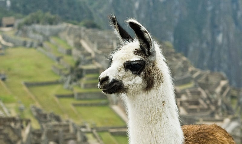 Llama3和Llama2有什么区别,Llama3与Llama2区别 第3张 Llama3和Llama2有什么区别,Llama3与Llama2区别 第3张