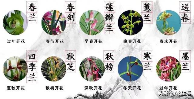 兰为何成为某些国家或地区的地域名称?背后有何深意? 第3张 兰为何成为某些国家或地区的地域名称?背后有何深意? 第3张