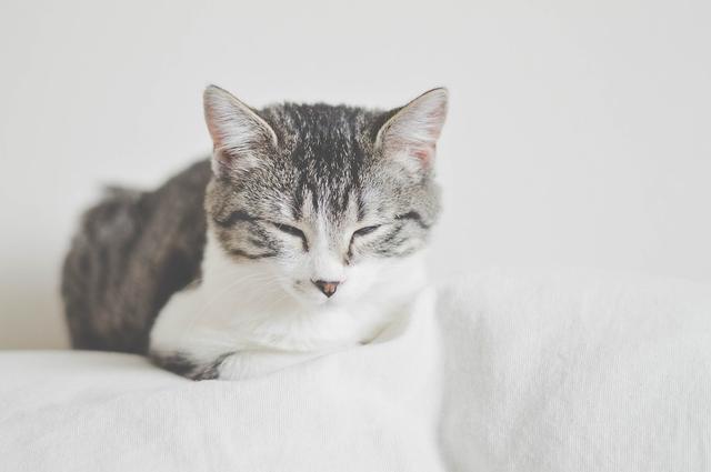 猫类域名哪个好用?品牌辨识度与易记性哪个更重要? 第2张 猫类域名哪个好用?品牌辨识度与易记性哪个更重要? 第2张