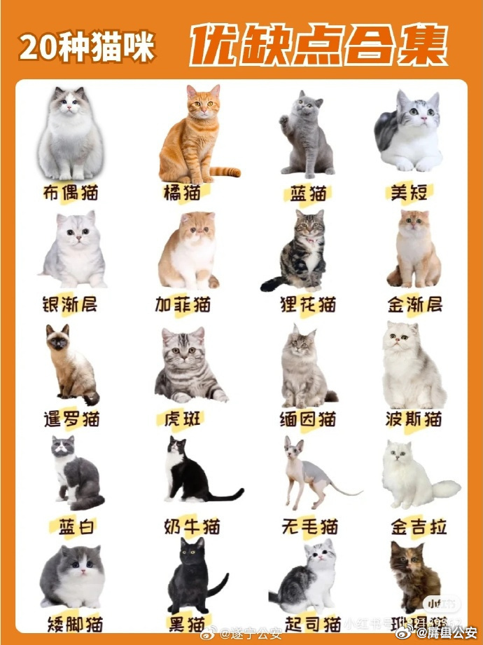 猫类域名哪个好用?品牌辨识度与易记性哪个更重要? 第3张 猫类域名哪个好用?品牌辨识度与易记性哪个更重要? 第3张