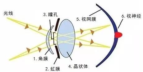 为什么看不见?验证背后的科学原理和视觉盲点之谜? 第1张 为什么看不见?验证背后的科学原理和视觉盲点之谜? 第1张