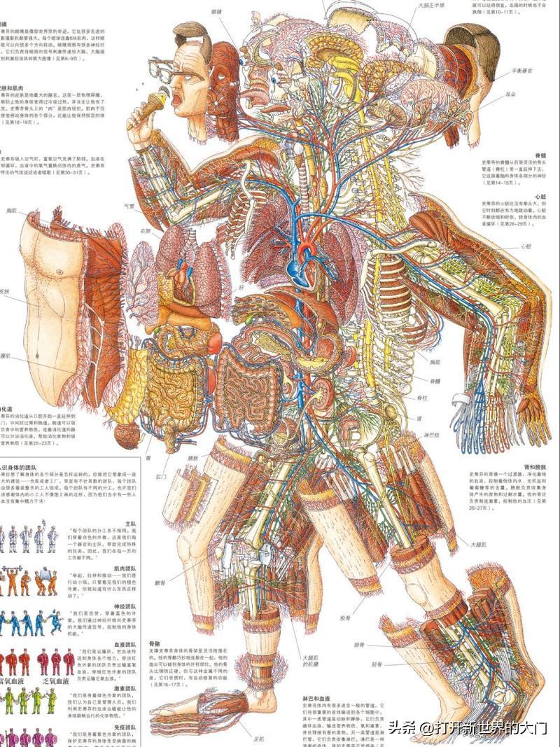 为什么人类会存在横向结构?其背后的生物学原理是什么? 第2张 为什么人类会存在横向结构?其背后的生物学原理是什么? 第2张