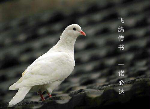 飞鸽传书服务器版究竟有何独特之处?为何备受关注? 第3张 飞鸽传书服务器版究竟有何独特之处?为何备受关注? 第3张