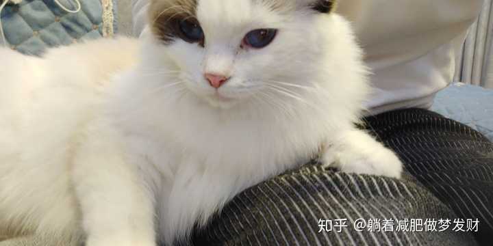 猫咪网站新域名揭秘,究竟换成了哪个神秘网址? 第3张 猫咪网站新域名揭秘,究竟换成了哪个神秘网址? 第3张