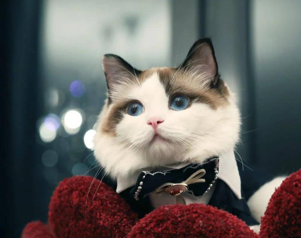 猫类域名哪个好用?如何挑选最适合的猫类域名? 第3张 猫类域名哪个好用?如何挑选最适合的猫类域名? 第3张