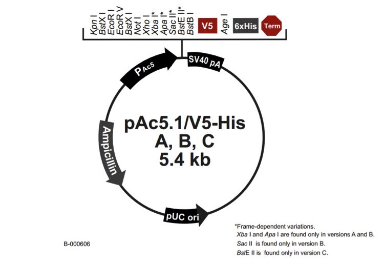 pac配置怎么用,pac配置教程 第2张 pac配置怎么用,pac配置教程 第2张