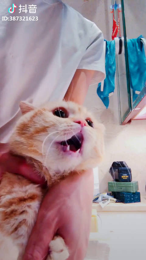 抖音猫哥为什么找不到了 第2张 抖音猫哥为什么找不到了 第2张