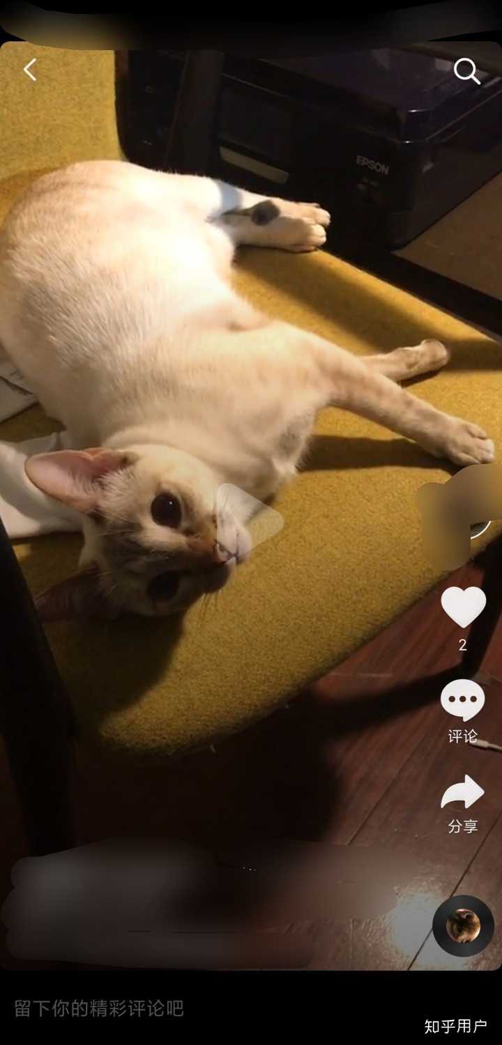 抖音猫哥为什么找不到了 第3张 抖音猫哥为什么找不到了 第3张