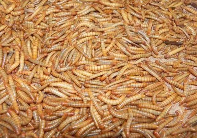 黄粉虫商标注册,有哪些注意事项和常见问题? 第1张 黄粉虫商标注册,有哪些注意事项和常见问题? 第1张