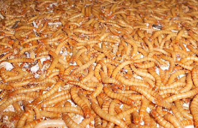 黄粉虫商标注册,有哪些注意事项和常见问题? 第2张 黄粉虫商标注册,有哪些注意事项和常见问题? 第2张