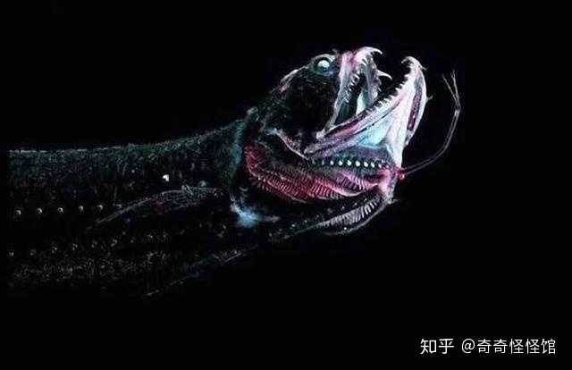 虎牙为何呈现独特黑色,背后有何生物学秘密? 第3张 虎牙为何呈现独特黑色,背后有何生物学秘密? 第3张