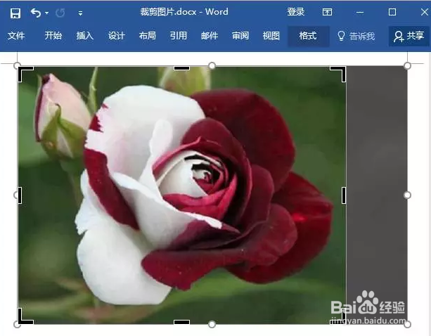 word为何无法实现版面拍摄功能?技术限制还是操作问题? 第3张 word为何无法实现版面拍摄功能?技术限制还是操作问题? 第3张
