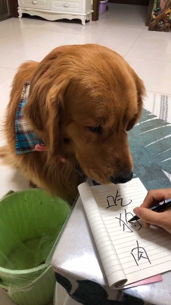 狗狗能看懂文字含义吗?宠物识别文字有什么科学依据 第1张 狗狗能看懂文字含义吗?宠物识别文字有什么科学依据 第1张