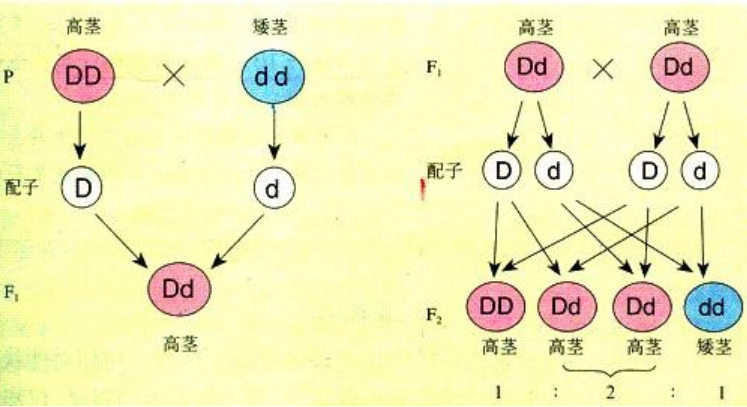 在遗传学中,为何单倍距离不变,其背后原理是什么? 第3张 在遗传学中,为何单倍距离不变,其背后原理是什么? 第3张