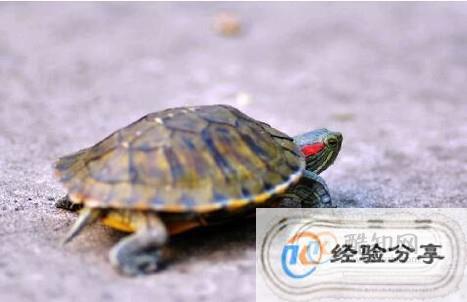 小乌龟配置怎么调最佳?小乌龟配置参数设置详解 第2张 小乌龟配置怎么调最佳?小乌龟配置参数设置详解 第2张