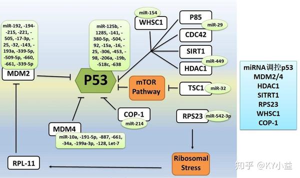 如何在mirbase数据库中精准搜索与特定疾病关联的microRNA? 第1张 如何在mirbase数据库中精准搜索与特定疾病关联的microRNA? 第1张