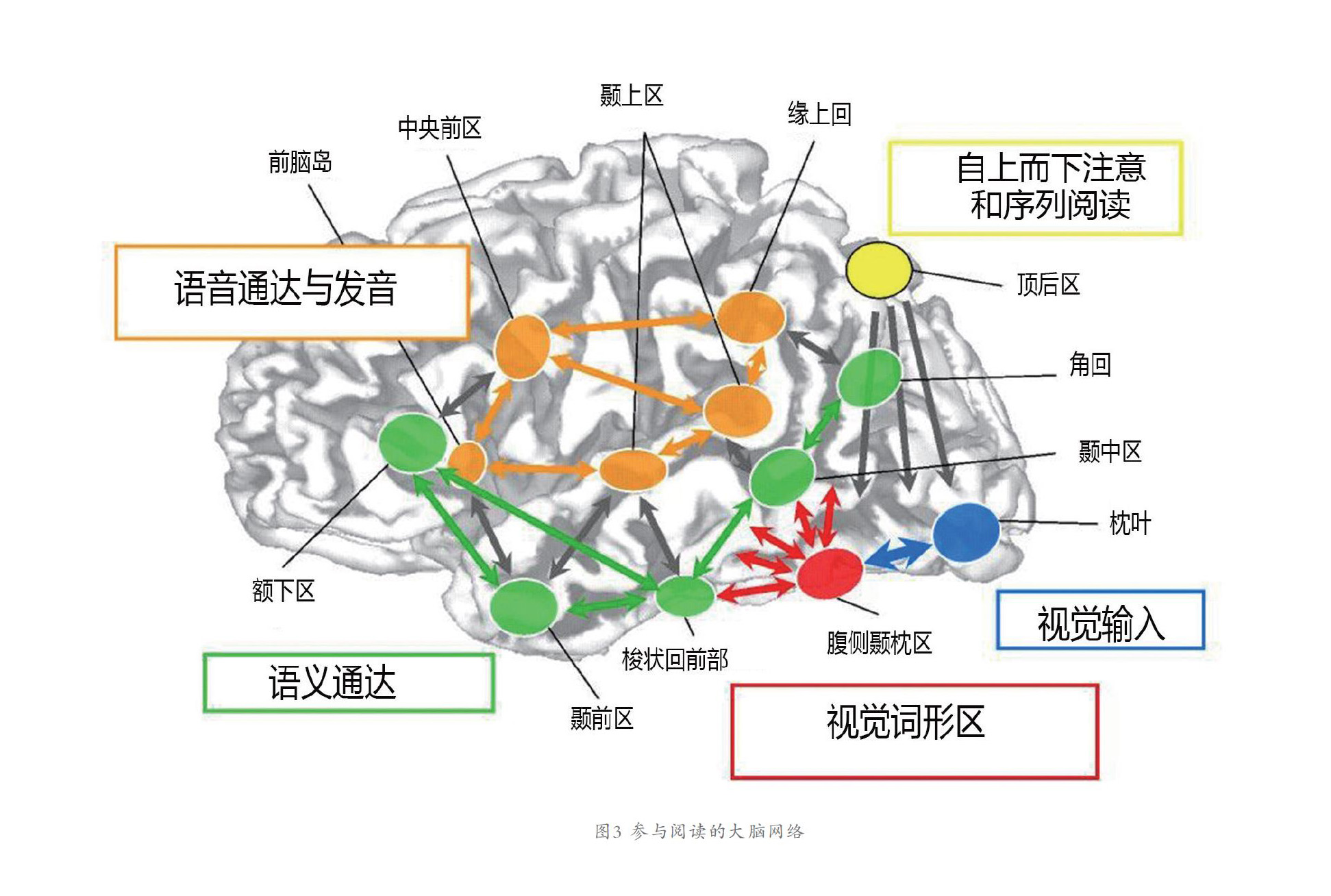高级脑区是怎样处理语言信息的?,语言信息处理机制是什么? 第3张 高级脑区是怎样处理语言信息的?,语言信息处理机制是什么? 第3张