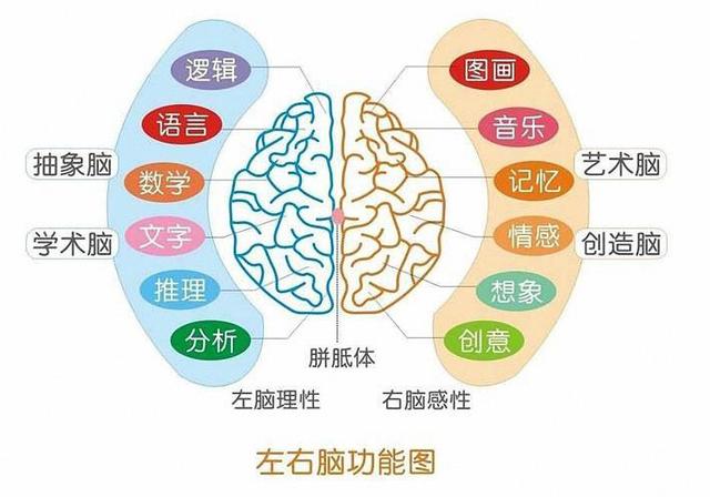 高级脑区是怎样处理语言信息的?,语言信息处理机制是什么? 第2张 高级脑区是怎样处理语言信息的?,语言信息处理机制是什么? 第2张