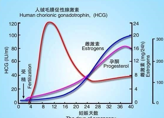 宫外孕数据降到多少才安全?hcg下降多少算正常 第1张 宫外孕数据降到多少才安全?hcg下降多少算正常 第1张