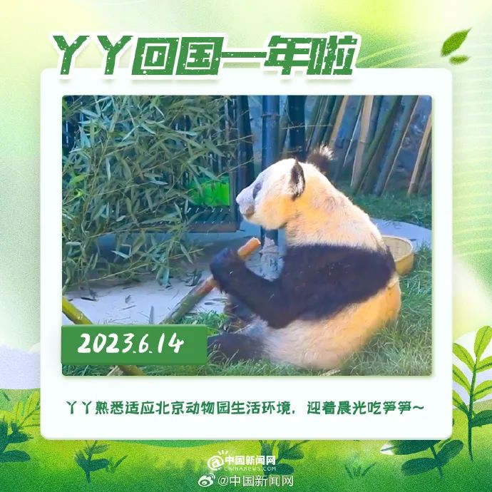 丫丫突然被制裁,背后原因揭秘,究竟做了什么导致账号被封? 第3张 丫丫突然被制裁,背后原因揭秘,究竟做了什么导致账号被封? 第3张