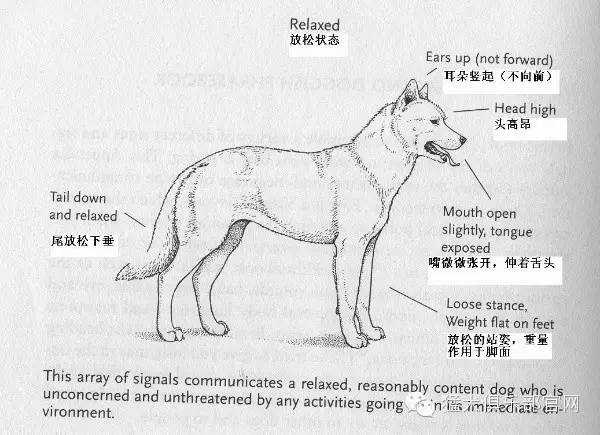 狗对语言处理 第2张 狗对语言处理 第2张