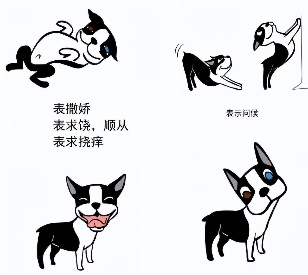 狗对语言处理 第3张 狗对语言处理 第3张