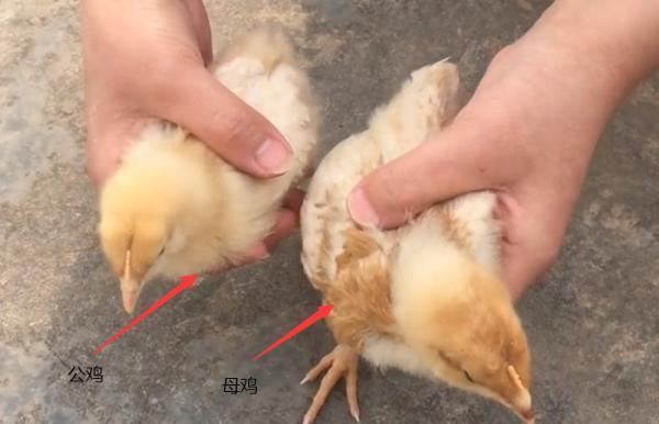 视频揭秘公母鸡识别方法,你真的了解吗? 第1张 视频揭秘公母鸡识别方法,你真的了解吗? 第1张