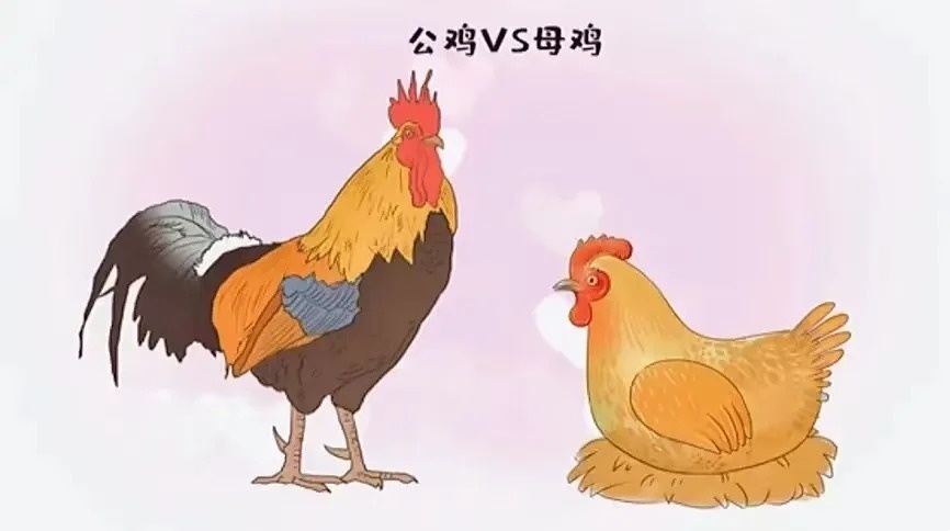 视频揭秘公母鸡识别方法,你真的了解吗? 第3张 视频揭秘公母鸡识别方法,你真的了解吗? 第3张