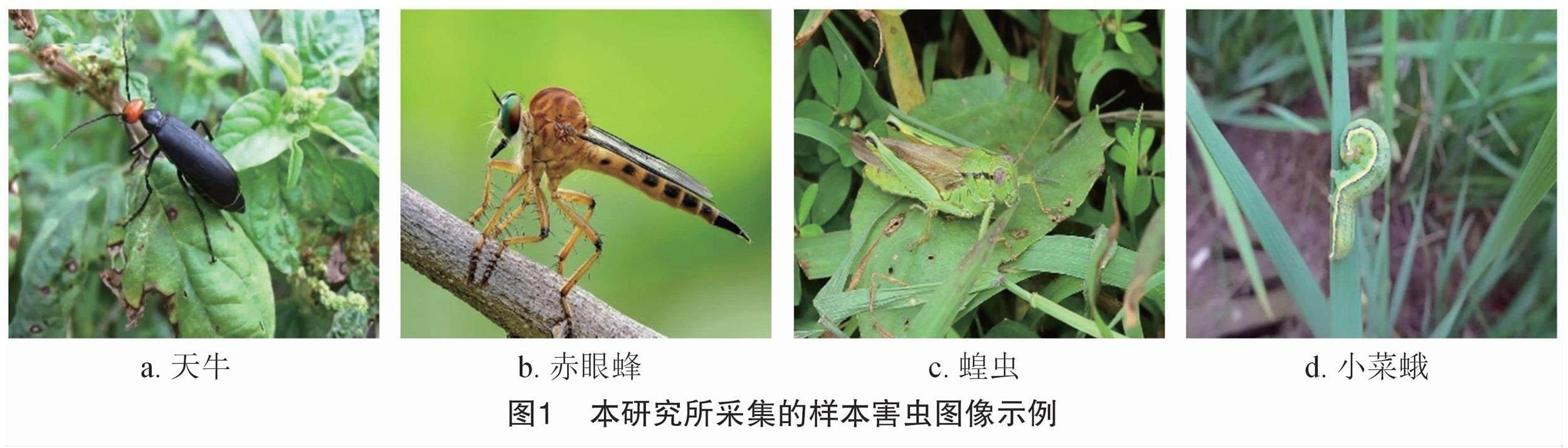 高分辨率水稻害虫图像采集技术如何实现?,关键步骤是什么? 第1张 高分辨率水稻害虫图像采集技术如何实现?,关键步骤是什么? 第1张