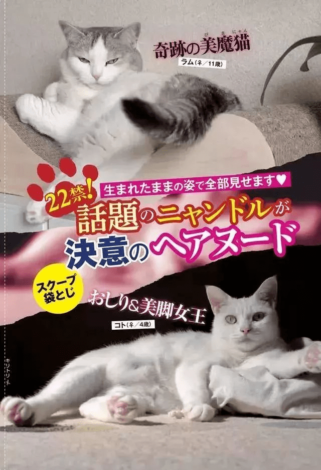 猫咪av域名 第1张 猫咪av域名 第1张