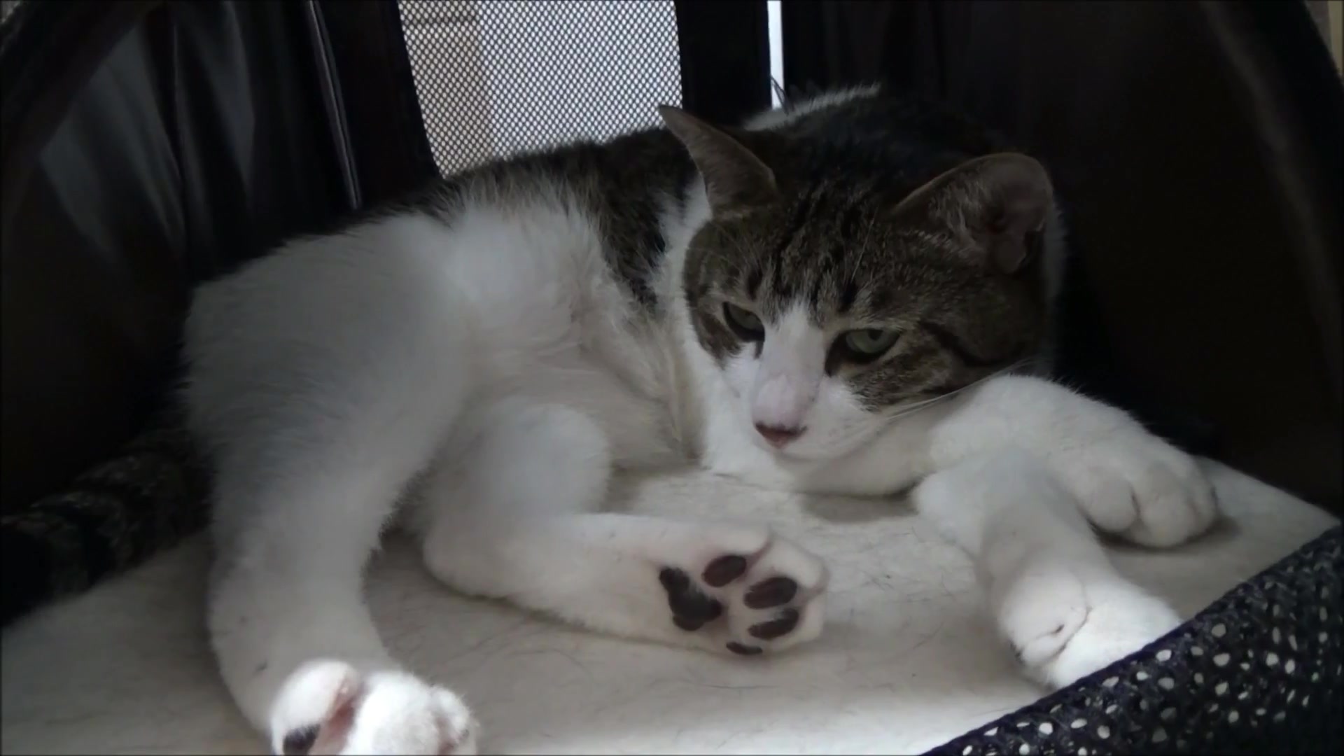 猫咪av域名 第3张 猫咪av域名 第3张