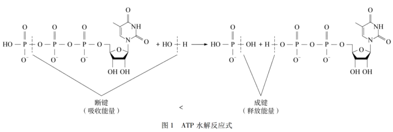 atp配置 第3张 atp配置 第3张