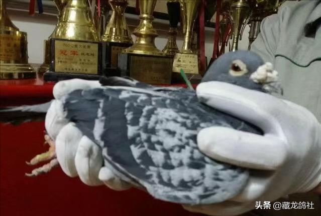 信鸽推送配置如何设置?,信鸽推送配置详细教程 第1张 信鸽推送配置如何设置?,信鸽推送配置详细教程 第1张