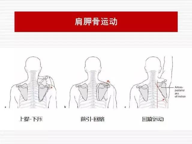 如何高效进行骨骼图像增强,有哪些实用技巧 第3张 如何高效进行骨骼图像增强,有哪些实用技巧 第3张