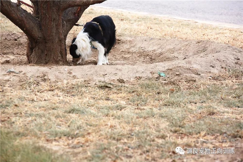 水牛城三网AS58453 BGPTOVPS专业测评怎么样?水牛城VPS性能如何?