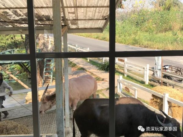 SoftBank线路VollcloudVPS水牛城怎么样?水牛城VPS购买建议与评测