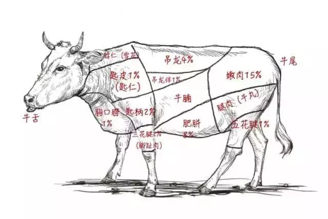 胫骨商标的创意来源是什么?它的独特性体现在哪里? 第3张 胫骨商标的创意来源是什么?它的独特性体现在哪里? 第3张