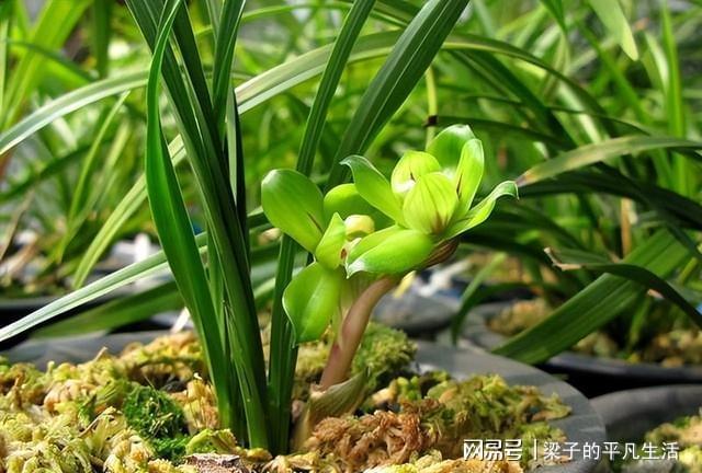 greencloudvps怎么样?(绿云怎么样?) 简单测评下新加坡VPS,数据大家自行看