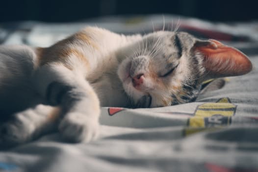 你能命令猫咪吗