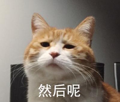 你能命令猫咪吗